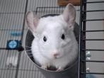 Chinchilla's, Dieren en Toebehoren, Knaagdieren, November, Vrouwelijk, Chinchilla