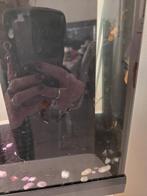 Te koop of ruil Ancistrus, Poisson, Poisson d'eau douce