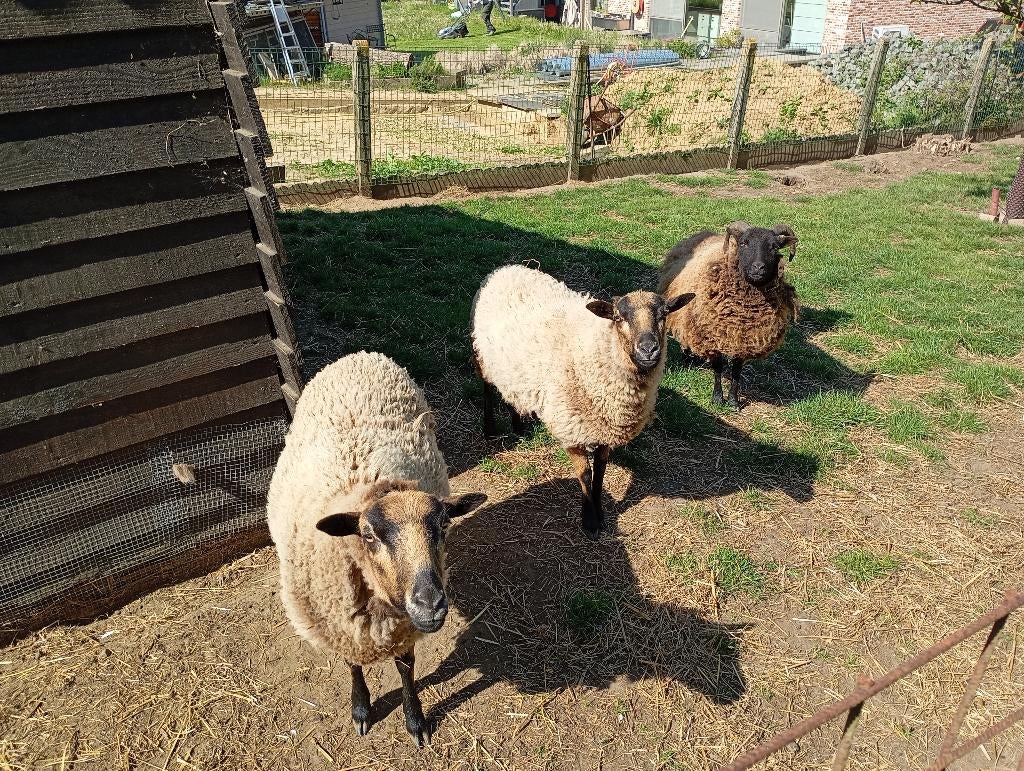 Schapen (3 jonge ooien) te koop, Animaux & Accessoires, Moutons, Chèvres & Cochons, Femelle, Mouton, 0 à 2 ans