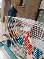 rosellas, Animaux & Accessoires, Plusieurs animaux, Perruche