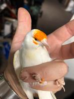 femelle panaché faciato, Animaux & Accessoires, Oiseaux | Oiseaux Autre, Femelle, Oiseau chanteur sauvage, Bagué