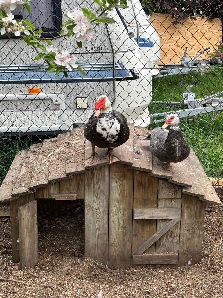Muskuseenden koppel, Dieren en Toebehoren, Pluimvee, Meerdere dieren, Eend