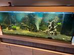 Aquarium 450 liltres JBL, Enlèvement, Utilisé, Aquarium d'eau douce rempli