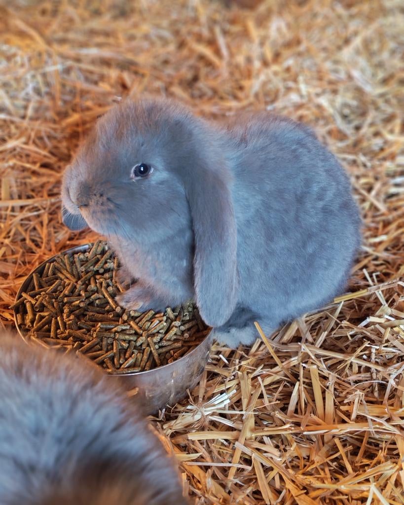 Franse hangoor, Mâle, Grand, Oreilles tombantes, 0 à 2 ans