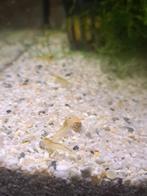 neocaridina jaune light crevettes aquarium, Animaux & Accessoires