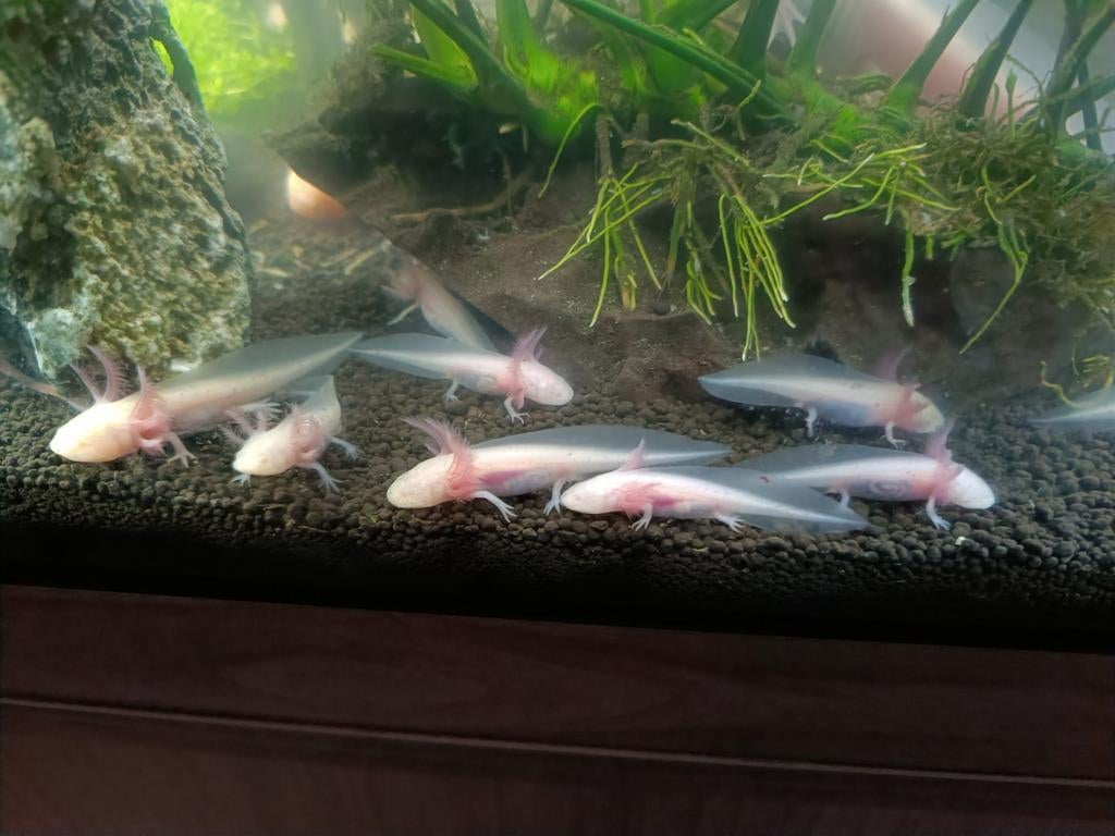 Kleine axelotls te koop