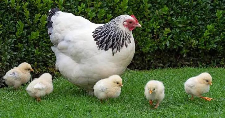 Susex kuikens 6 weken out, Dieren en Toebehoren, Pluimvee, Kip, Vrouwelijk