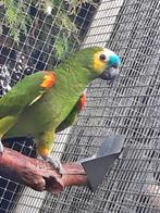 3 Blauwvoorhoofd-amazone-papegaaien + 3 Pionus Bronsvleugel., Mâle, Perroquet