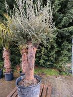 Zeer mooie olijfbomen, Tuin en Terras, Ophalen