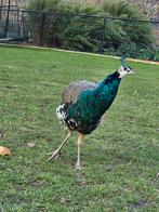 Te koop mannelijke gelewiekte pauw , 2 jaar oud  90 euro ., Dieren en Toebehoren, Mannelijk