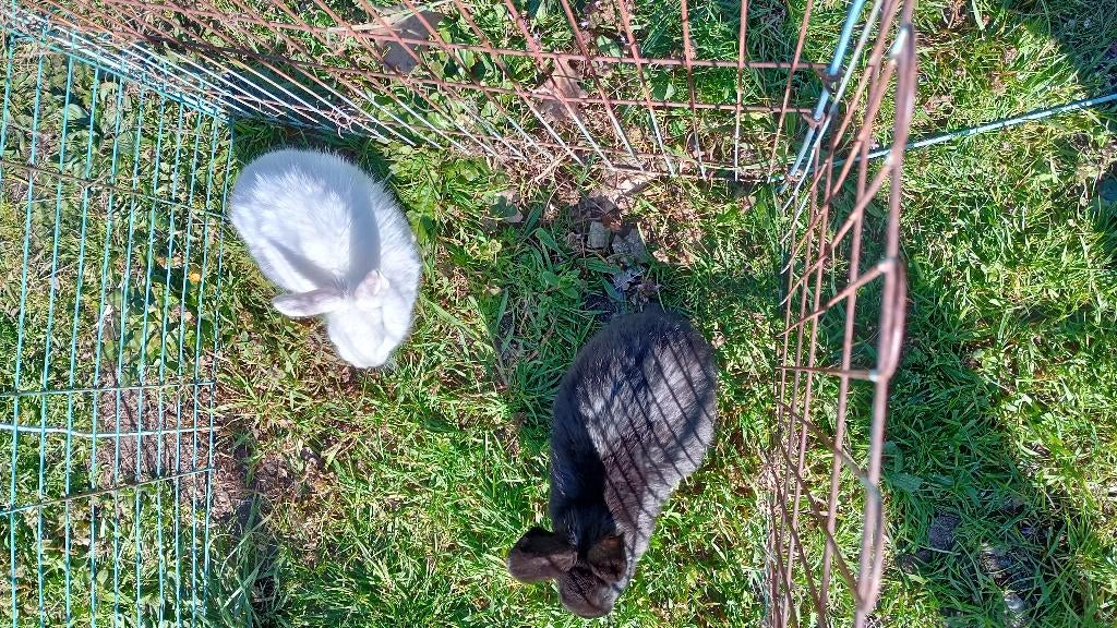 2 konijntjes, Dieren en Toebehoren, Konijnen, Mannelijk, Klein, 0 tot 2 jaar