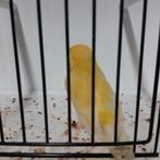 Gloster man, Dieren en Toebehoren