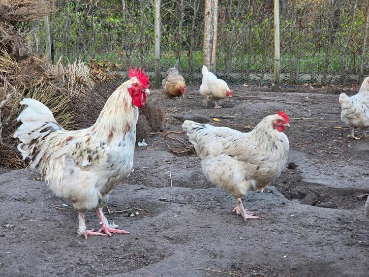 Marans splash haan, Animaux & Accessoires, Volatiles, Poule ou poulet, Mâle