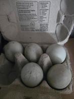 Indische loopeenden broedeieren, Geslacht onbekend, Eend