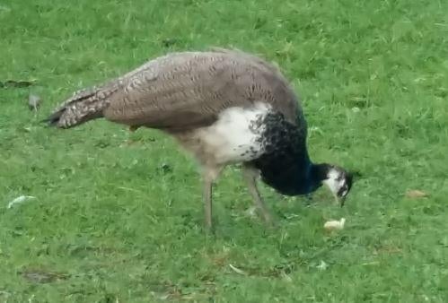 pauwen 2025 (enkel nog hanen)