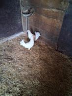 Legkippen, Femelle, Poule ou poulet