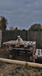 bok te koop, Mâle, Chèvre, 0 à 2 ans