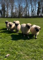 Walliser schwarznase koppel, Dieren en Toebehoren