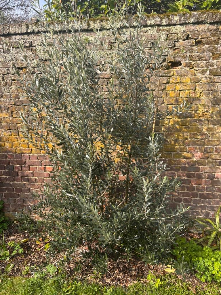 olivier, Jardin & Terrasse, Autres espèces, Ne fleurit pas, Plein soleil, Enlèvement