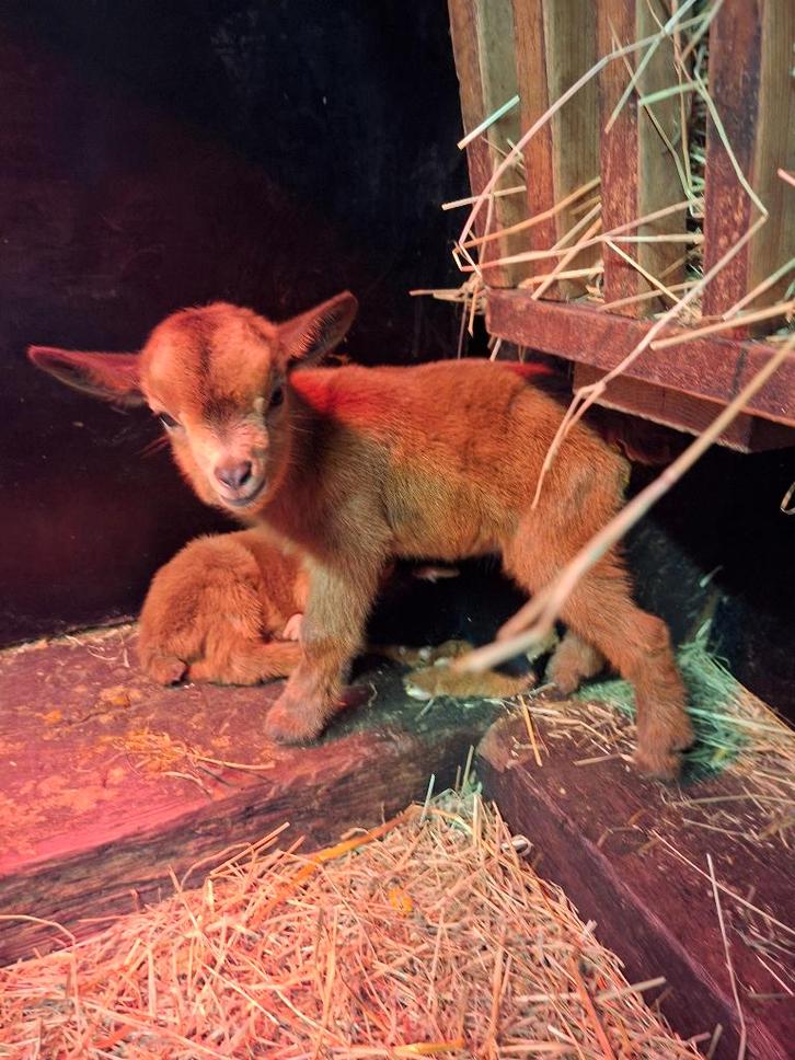 Bokje nog 1 beschikbaar van de 5, Animaux & Accessoires, Moutons, Chèvres & Cochons, Chèvre, Mâle, 0 à 2 ans