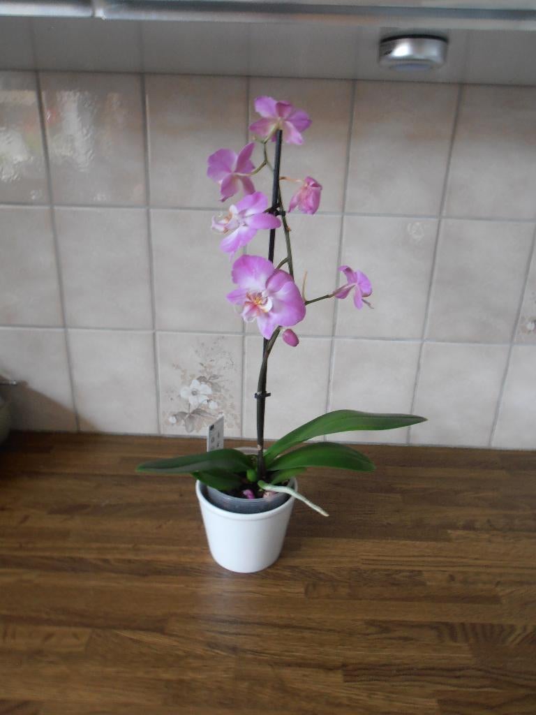 Orchidee., Huis en Inrichting, Kamerplanten, Ophalen