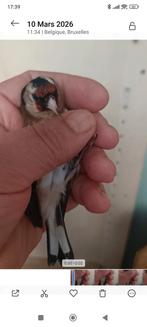 Femelle parva, Dieren en Toebehoren, Vrouwelijk