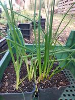 Bieslook - p9, Ophalen