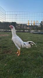 Jonge haan shamo, Mannelijk, Kip