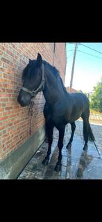 Zwarte PRE hengst !!, Dieren en Toebehoren, Paarden, Met stamboom, Dressuurpaard, Hengst, 170 tot 175 cm