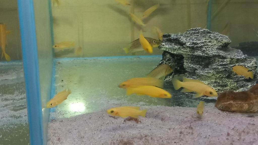 Taganyika cichliden, Dieren en Toebehoren, Vissen | Aquariumvissen