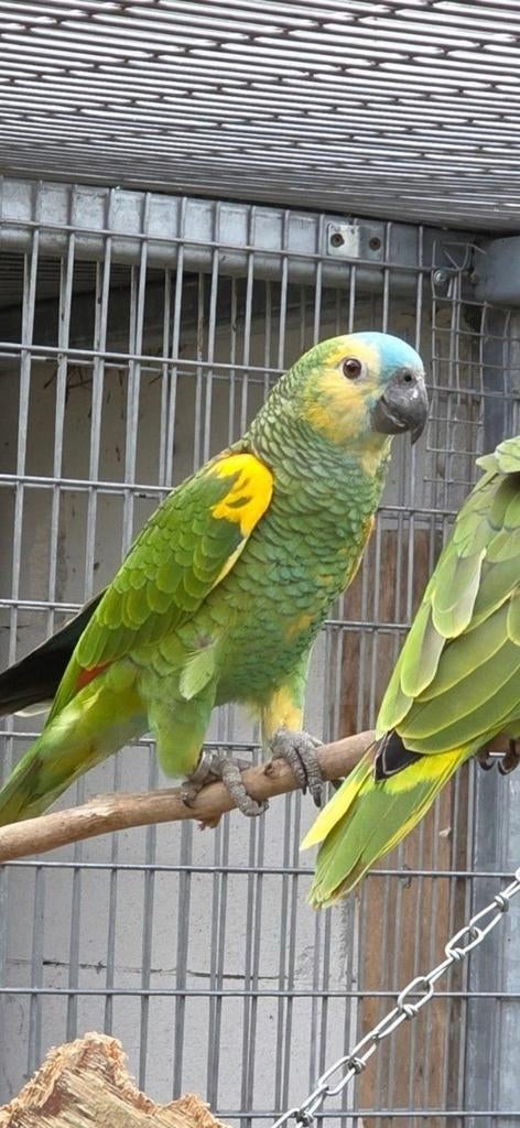 Geelschouder blauwvoorhoofd amazones natuurbroed, Dieren en Toebehoren, Vogels | Parkieten en Papegaaien, Geringd