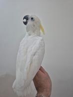 Middel geelkuifkaketoe, Geringd