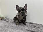 Chiots Bouledogue Français, Animaux & Accessoires, Chiens | Bouledogues, Pinschers & Molossoïdes, Hépatite contagieuse (maladie de Rubarth)