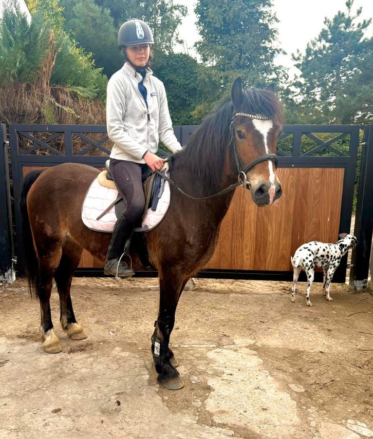 Brave lieve D Welsh pony ook betuigd, Dieren en Toebehoren, Pony's, Merrie, Met stamboom