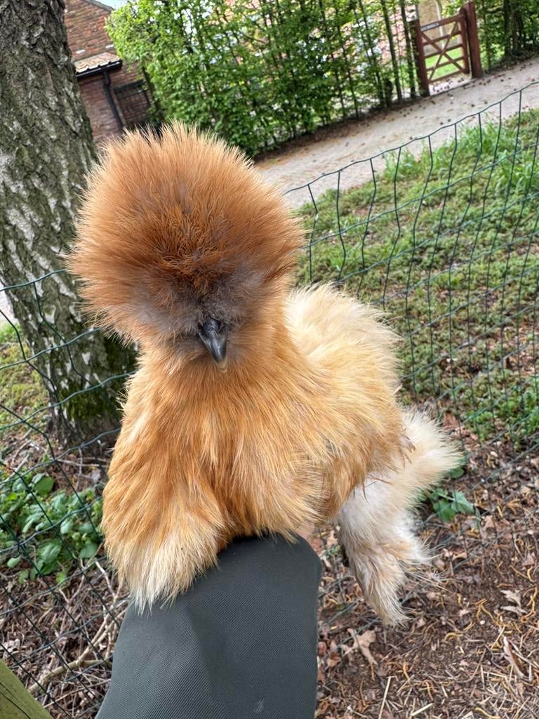 USA zijdehoen hen, Dieren en Toebehoren, Vrouwelijk, Kip