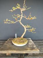 Larix bonsai, Tuin en Terras, Ophalen