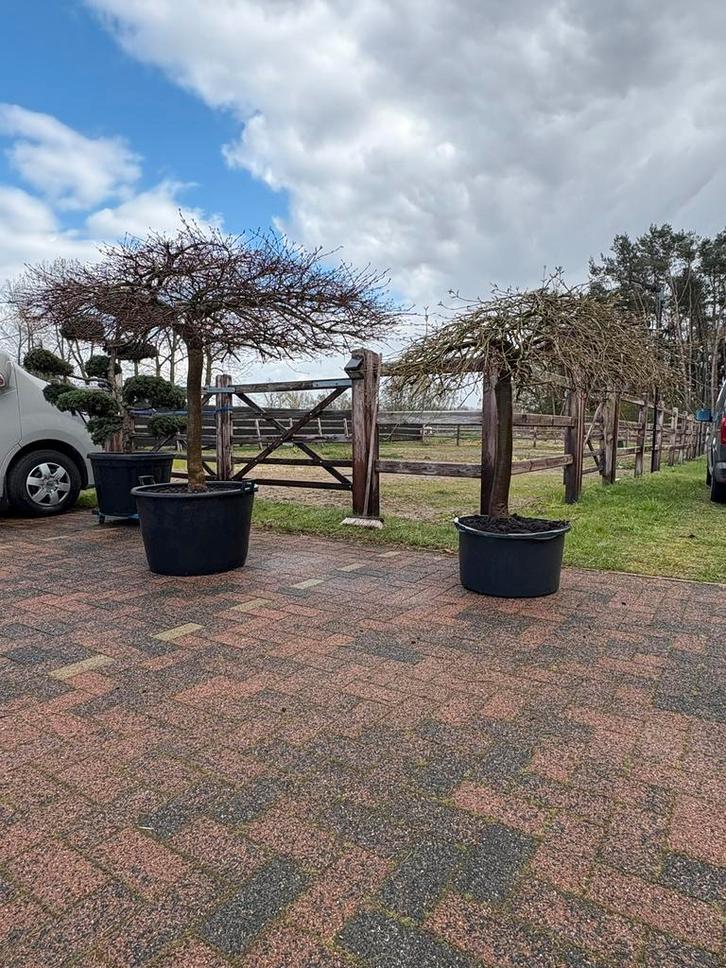 Acer palmatum dissectum  30 jaar – unieke parasolvorm!, Jardin & Terrasse, Plantes | Arbres, Enlèvement