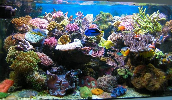 Pierres pour aquarium marin, Animaux & Accessoires, Poissons | Aquariums & Accessoires, Enlèvement