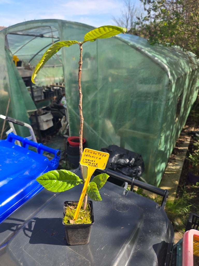Eriobotrya japonica (néflier japonais Loquat), Enlèvement ou Envoi