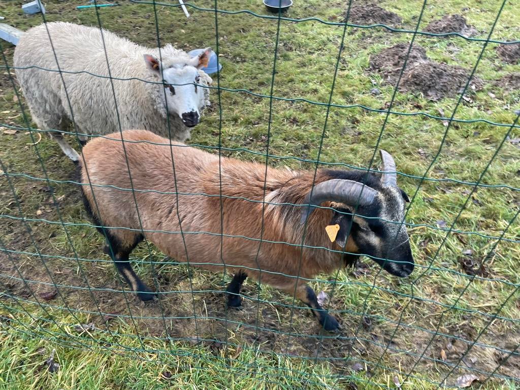 Schapen ongeveer 10 maanden, Schaap