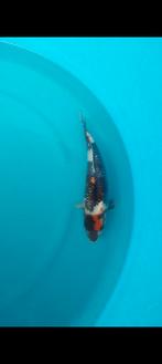 Koi, Dieren en Toebehoren