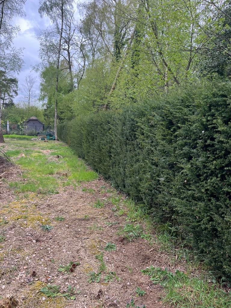 Taxus haag, Tuin en Terras, Ophalen, Taxus, Haag