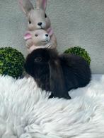 Franse hangoor ram, Dieren en Toebehoren, Konijnen, Mannelijk, Groot, Hangoor, 0 tot 2 jaar