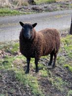 Zwart rammetje, Dieren en Toebehoren, Schapen, Geiten en Varkens