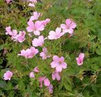 Géranium vivace à fleurs roses - pot 17 cm, Enlèvement, Couvre-sol, Mi-ombre, Été