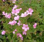 Géranium vivace à fleurs roses - pot 17 cm, Ophalen, Bodembedekkers, Vaste plant, Halfschaduw