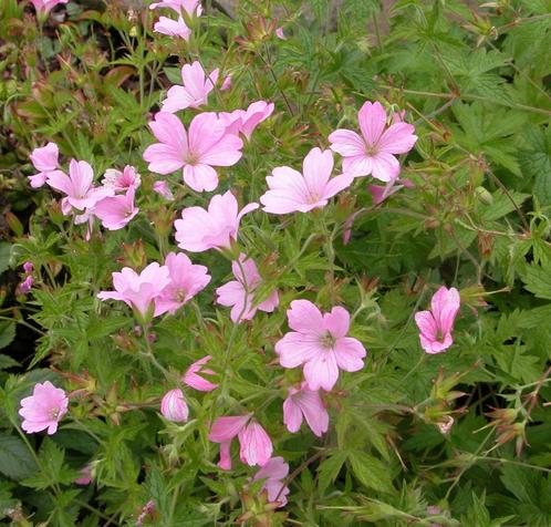 Géranium vivace à fleurs roses - pot 17 cm, Tuin en Terras, Planten | Tuinplanten, Vaste plant, Bodembedekkers, Halfschaduw, Zomer
