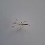 Wandelende takken - diverse lengtes mogelijk