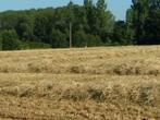 Hooi en voordrooghooi, Dieren en Toebehoren, Paarden