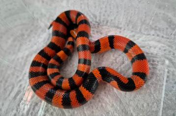 Lampropeltis triangulum hondurensis (Slang) beschikbaar voor biedingen